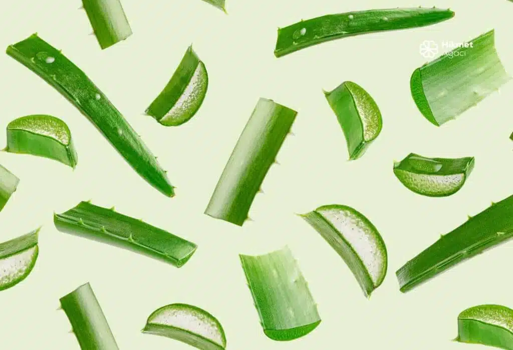 Güneş Koruyucunuz: Aloe Vera Jeli