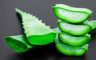 Aloe Vera Hakkında